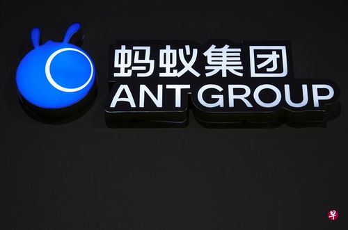 下午察 热锅上的蚂蚁